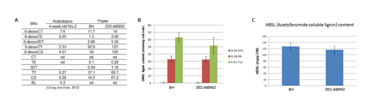 35Spro:AtBIN2 생화학적 분석 A. 내생 브라시노스테로이드 함량 B와 C는 리그닌 함량