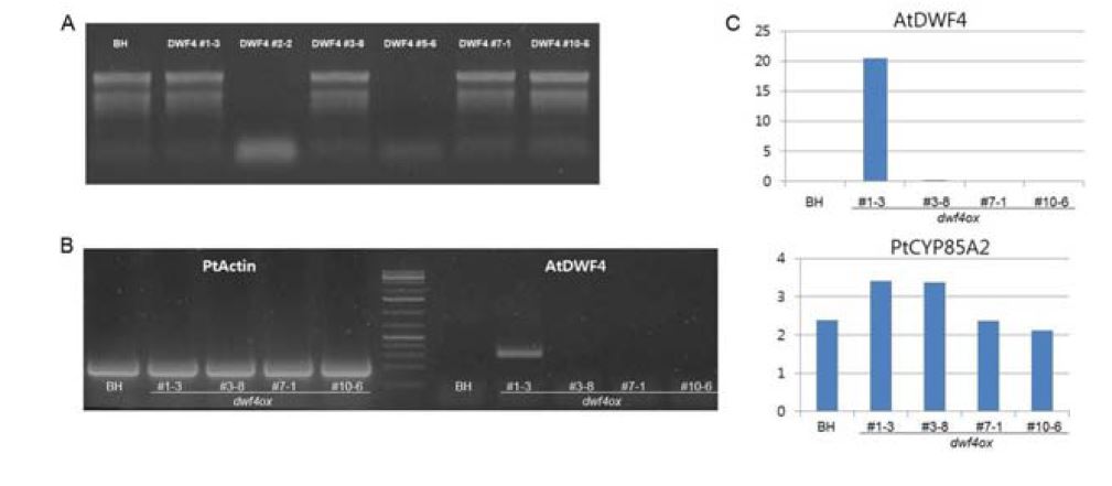포플러 DWF4 과발현체 확인 A. 총 RNA 1ug을 전기영동으로 확인 B. 합성된 cDNA로 semi qRT-PCR 확인 C. qRT-PCR로 삽입 유전자 확인과 포플러 내 BR 생합성 유전자 발현량 확인