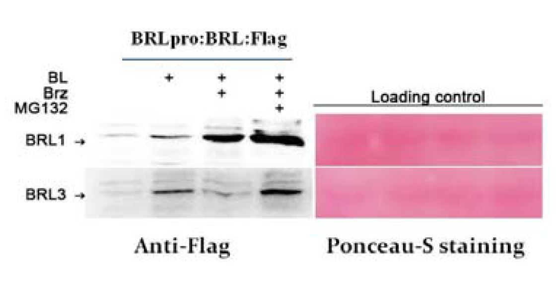 BR에 의해 조절되는 BRL1과 BRL3의 단백질 발현 수준