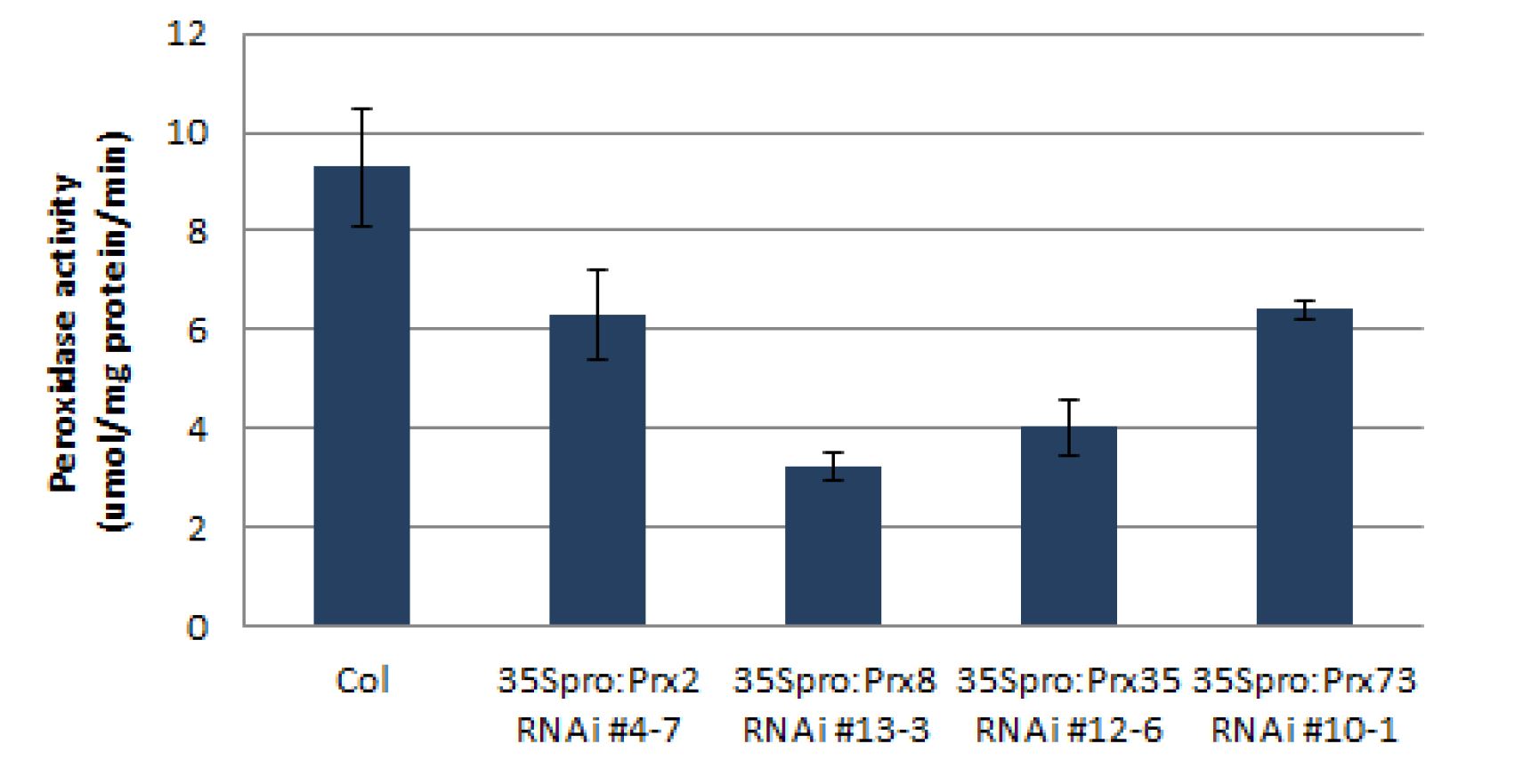 6일된 35Spro:Prx2 RNAi, 35Spro:Prx8 RNAi, 35Spro:Prx35 RNAi, 35Spro:Prx73 RNAi 형질전환 동형접합체 라인 퍼옥시다제 활성