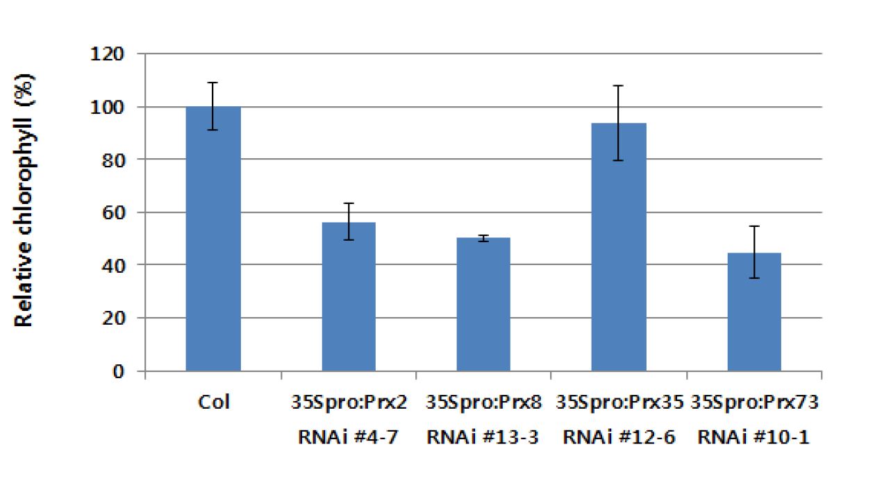 6.5주된 야생형과 35Spro:Prx2 RNAi, 35Spro:Prx8 RNAi, 35Spro:Prx35 RNAi, 35Spro:Prx73 RNAi 형질전환체 상대적인 엽록소 함량