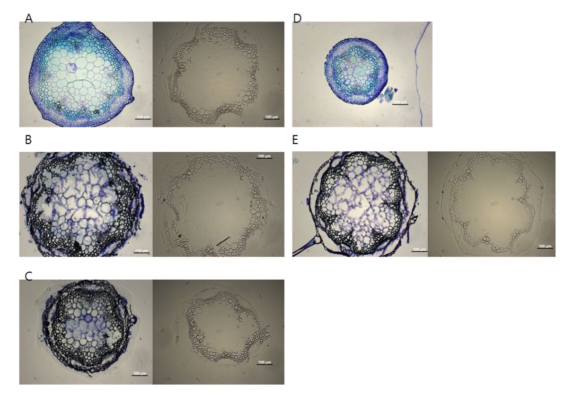 야생형과 35Spro:Prxs RNAi 형질전환체 줄기 종단면 Toluidine blue 및 phlorogucinol-HCl로 염색된 물관 세포에서 리그닌 축적 정도 비교