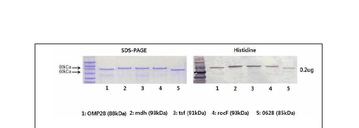 Fig. 88. 5종의 재조합 단백질 분리 정제 및 anti-histidine antibody을 이용한 Western blot