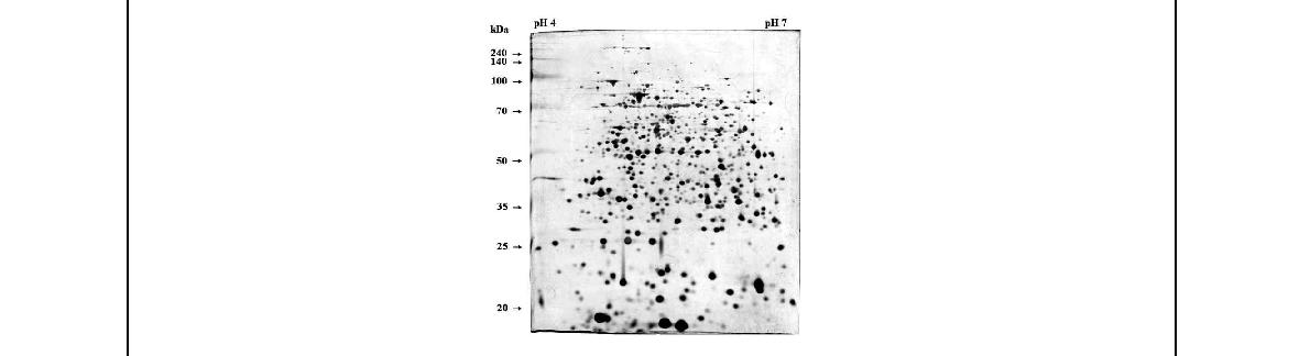 Fig. 1. 브루셀라 균체항원단백질의 2DE 및 silver stain을 통한 총 단백질의 수 및 패턴분석. Brucella abortus 544 표준균주로부터 추출된 균체단백질로부터 총 1181 개의 단백질 spots를 확인할 수 있음.