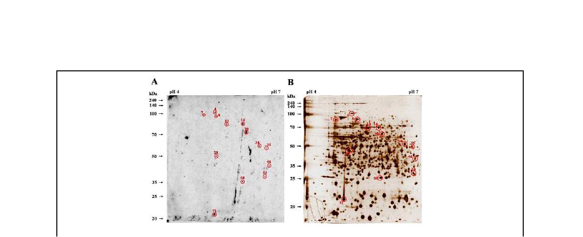 Fig. 2. 실험동물 감염초기 브루셀라 균체항원단백질의 면역원성 분석.