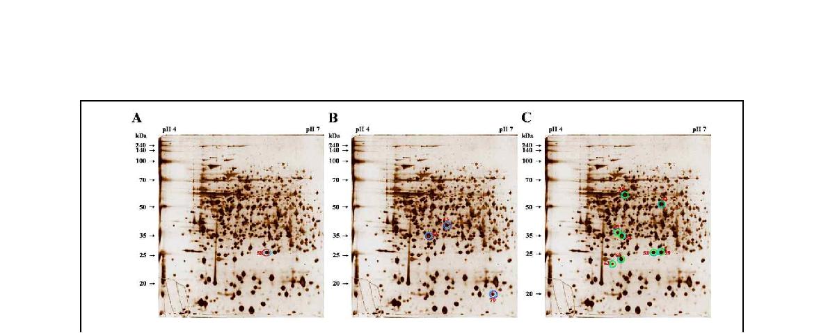 Fig. 7. 실험동물 감염시기별 면역원성과 교차반응 면역원성 비교분석.