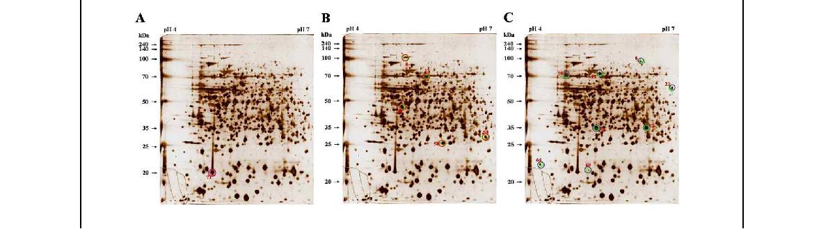 Fig.14. 실험동물 감염시기별 브루셀라 균체항원단백질의 면역원성 비교분석.