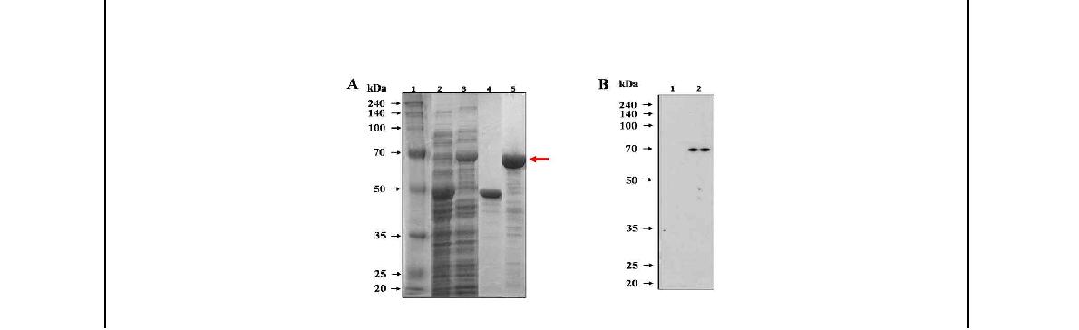 Fig.18. 브루셀라 균체항원단백질 Omp28의 발현 및 면역원성 분석.