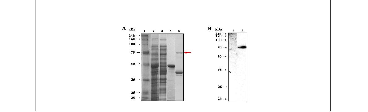 Fig.19. 브루셀라 균체항원단백질 Omp31-1의 발현 및 면역원성 분석.