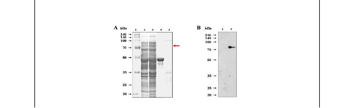 Fig.21. 브루셀라 균체항원단백질 Omp2b의 발현 및 면역원성 분석.