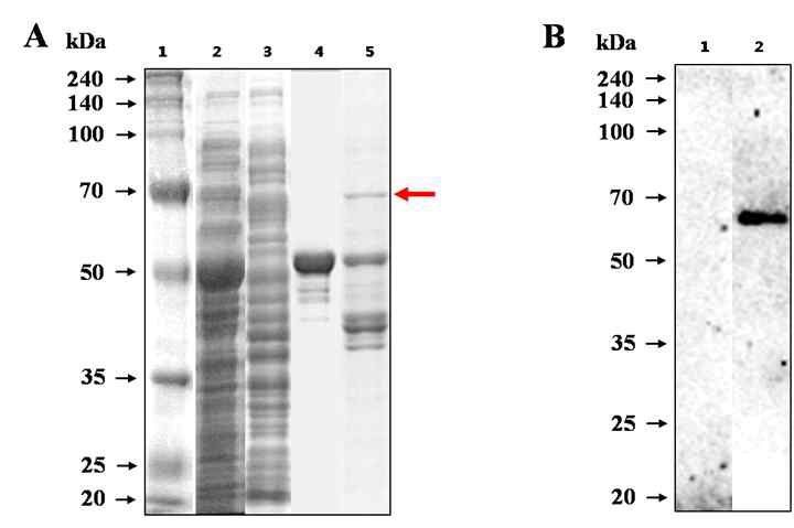 Fig.23. 브루셀라 균체항원단백질 SodC의 발현 및 면역원성 분석.