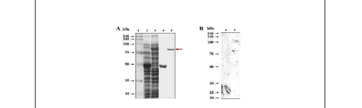 Fig. 24. 브루셀라 균체항원단백질 LivF의 발현 및 면역원성 분석.