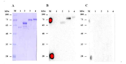 Fig. 27. 브루셀라 균체항원단백질 Omp10, Omp 19 및 Omp 28의 발현 및 감염우 혈청을 이용한 면역원성 분석.