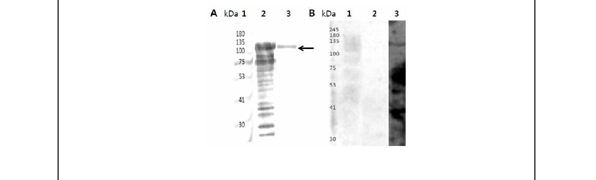 Fig. 31. 브루셀라 균체항원단백질 rocF의 발현 및 감염우 혈청을 이용한 면역원성 분석.