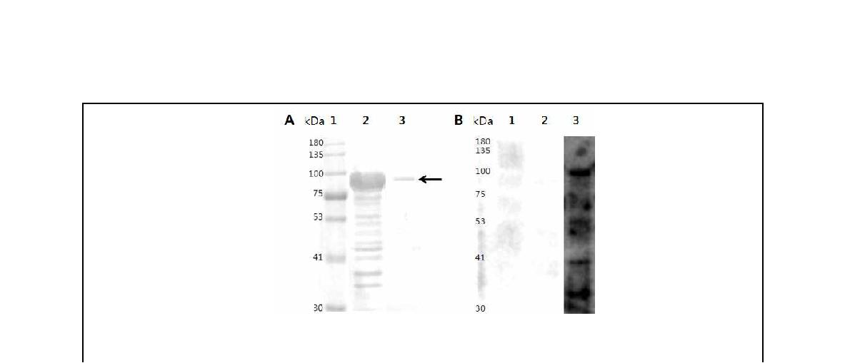 Fig. 32. 브루셀라 균체항원단백질 rocF의 발현 및 감염우 혈청을 이용한 면역원성 분석.