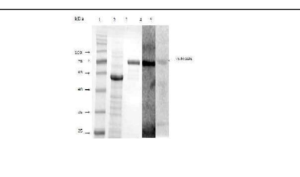 Fig. 35. 브루셀라 균체항원단백질 OsmC의 발현 및 감염우 혈청을 이용한 면역원성 분석.