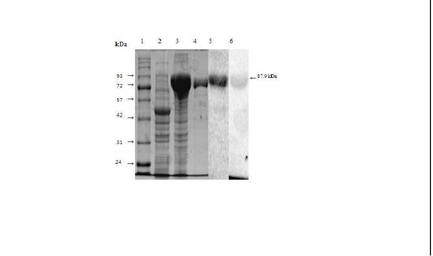 Fig. 37. 브루셀라 균체항원단백질 asp의 발현 및 감염 마우스 혈청을 이용한 면역원성 분석.