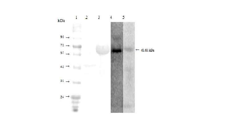 Fig. 40. 브루셀라 균체항원단백질 InPB의 발현 및 감염 마우스 혈청을 이용한 면역