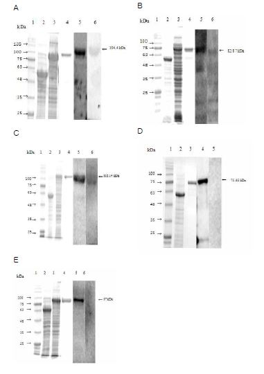 Fig. 41. 브루셀라 균체항원단백질 aspC, hypothetical protein, LivF, ndk 및 tbpA의 발현 및 감염우 혈청을 이용한 면역원성 분석. aspC(44 kDa)(A), hypothetical protein(22 kDa)(B), LivF(45 kDa)(C), ndk(15 kDa)(D) 및 tbpA (37 kDa)(E)이 pMal vector(60 kDa)에 재조합된 recombinant protein의 적정 크기(각각 104, 82, 105, 75 및 97 kDa)에서 발현이 유도됨을 확인할 수 있으며, 감염우 혈청을 이용한 Western blot을 수행해 본 결과 양성혈청과는 강한 반응을 보인반면 음성혈청과는 반응이 나타나지 않았음.