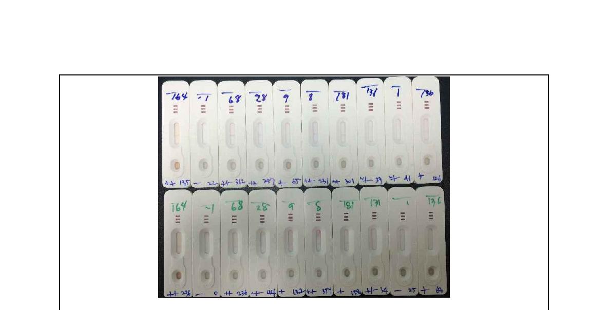 Fig. 54. 브루셀라 재조합 항원단백질 Omp10과 Omp28항원 을 이용한 간이진단법 Dip stick assay적용. 재조합 Omp10과 Omp28항원을 이용하여 TAT 양성혈청(A)을 이용한 결과 음성 혈청에서는 특이적 밴드가 확인되었음