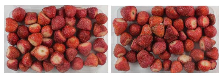 Fig. 4. Incidence of fungus on calyx removed summer strawberry Albion cultivated on high land of Pyeongchang area in 2014 washed with a bubbling washing equipment of fruits and vegetables in tap water and with tap water only.