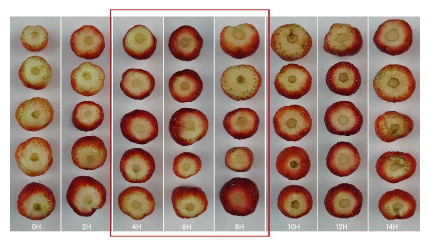 Fig. 11. Cutting plane appearance of minimally processed summer strawberry Albion cultivated on high land of Pyeongchang area in 2014 after forced-air cooling at 15℃ for 2-14 hrs, respectively.