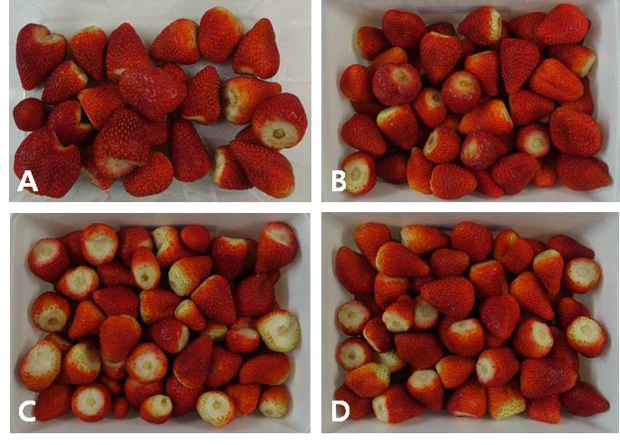 Fig. 18. Quality of non-marketable fruits of minimally processed summer strawberry Albion cultivated on high land of Pyeongchang area in 2014 during storage for 7 days after forced-air cooling at 10℃ for 6 hrs and 0.05mm LDPE film packaging with nitrogen gas filling or vacuum, respectively. A: Control, B: Non-film Packaging, C: Vacuum film Packaging, D: Nitrogen Gas film Packing