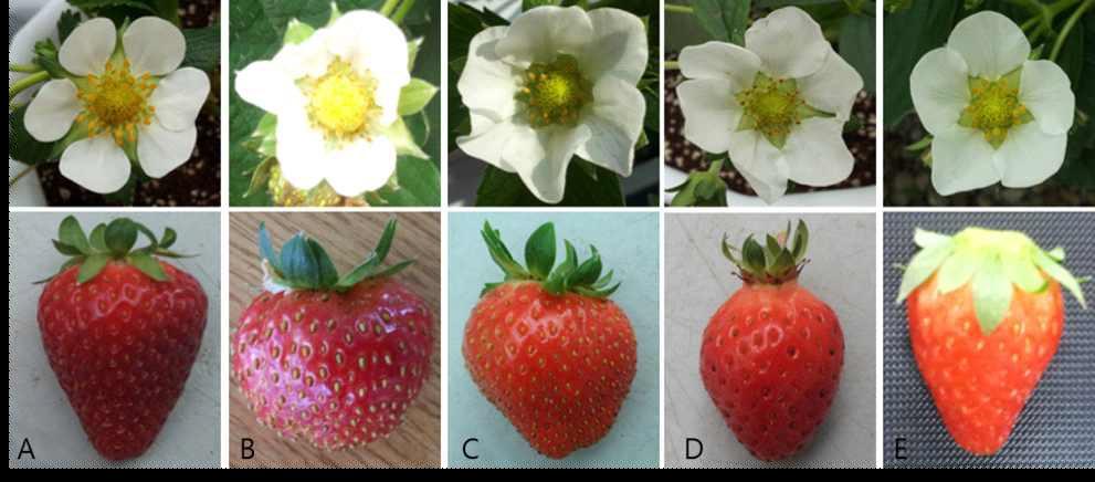 Fig. 1. Comparisions of fruits and flowers of summer strawberry cultivars grown on highland in Pyeongchang area in 2014. A: Albion, B: Charlotte, C: Flamenco, D: Goha, E: Yeolha