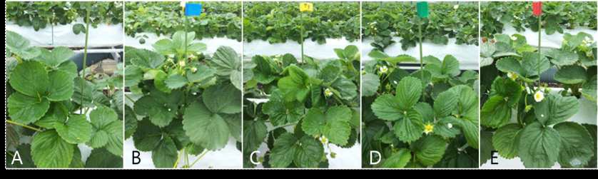 Fig. 2. Environmental-friendly materials used for this experiments A: Control, B: Daeyuguyeoncal, C: Daeyusunhelpalpha, D: Kelpak, E: NeoBig