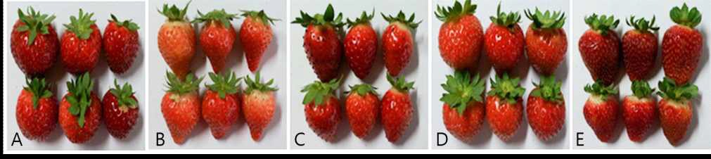 Fig. 3. Fruit comparisons of summer strawberry cultivars after harvesting cultivated on high land of Pyeongchang area in 2014 A: Charlotte, B: Yeolha, C: Goha, D: Flamenco, E: Albion