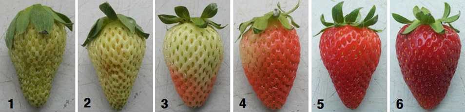 Fig. 6. Fruit maturity stages of summer strawberry Albion cultivar.