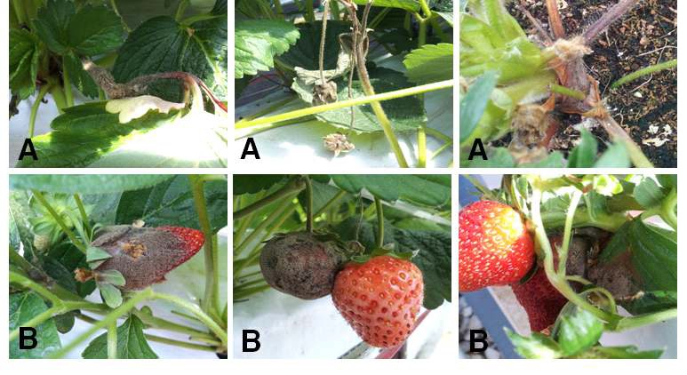 Fig. 7. Botrytis symptoms of summer strawberry Albion cultivar (A: Stems, B: Fruits).