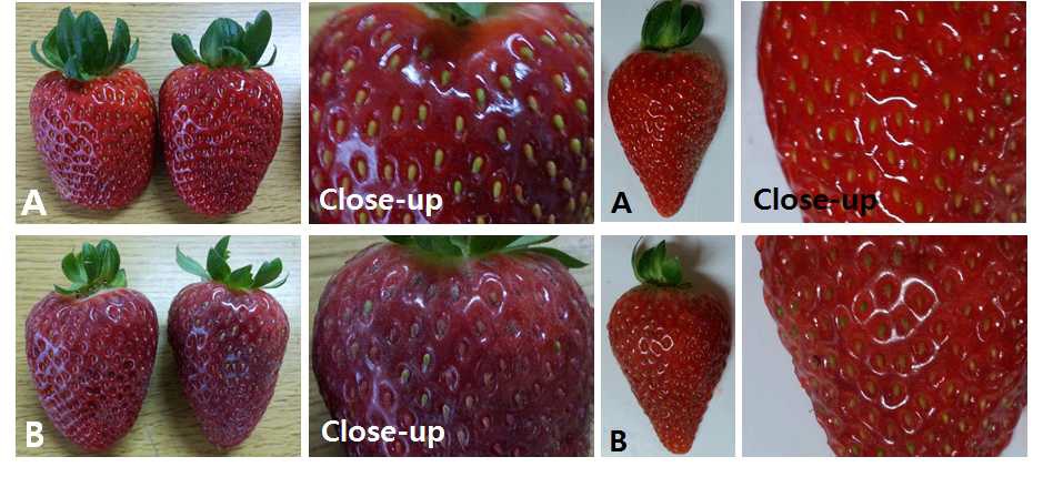 Fig. 8. Fruit quality comparisions of summer strawberry cultivar Albion infected by powdery mildew (A: control, B: powdery mildew infected fruits).