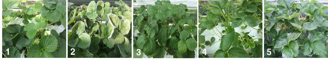 Fig. 9. Damage of summer strawberry cultivars by Spider mites (1: Goha, 2: Albion, 3: Flamenco, 4: Yeolha, 5: Charlotte).