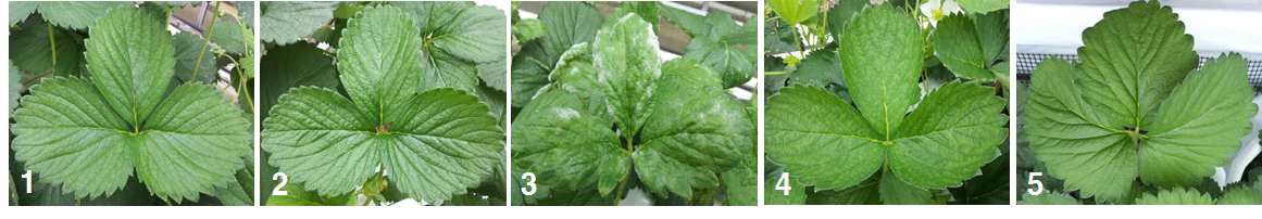 Fig. 10. Damage of summer strawberry cultivars by Powdery mildew (1: Goha, 2: Albion, 3: Flamenco, 4: Yeolha, 5: Charlotte).