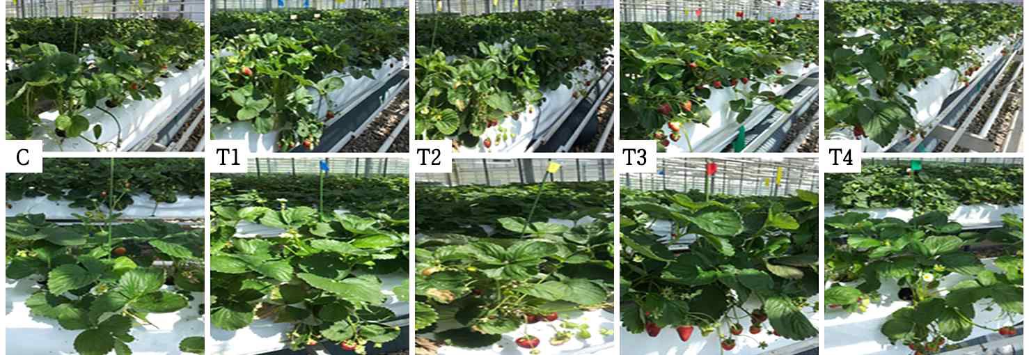 Fig. 11. Strawberries were treated by environmentally-friendly materials. C : Control, T1: Daeyuguyeoncal, T2: Daeyusunhelpalpha, T3: Kelpak, T4: Neobig