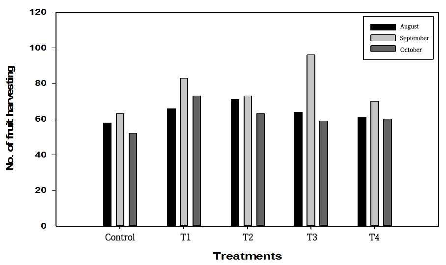 Fig. 12. Comparison of strawberry fruit harvested on treatments and months. Fig. 12. Comparison of strawberry fruit harvested on treatments and months.