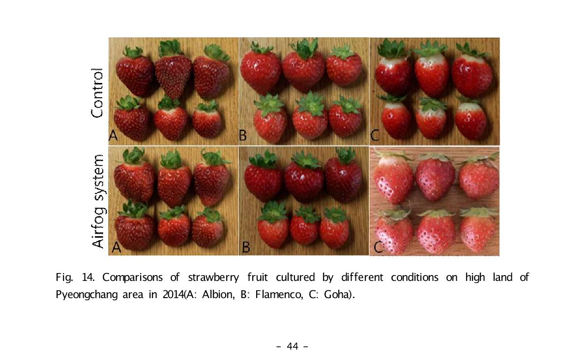 Fig. 14. Comparisons of strawberry fruit cultured by different conditions on high land of Pyeongchang area in 2014(A: Albion, B: Flamenco, C: Goha).