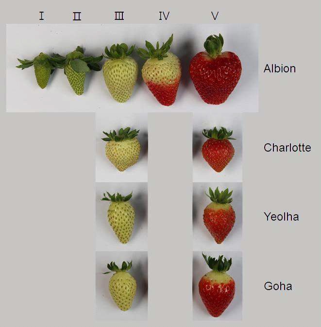 Fig. 15. Fruit appearance of four cultivars at mature stages of everbearing strawberry grown on high land (700 m above sea level) in Pyeongchang area in 2014. Albion was divided I ∼ V stages of maturity and Charlotte, Yeolha, and Goha were divided by fruit maturity.