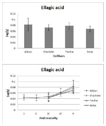 Fig. 16. Ellagic acid content and its changes in fruits at mature stages of 4 strawberry cultivars grown on highland (700m above sea level) in Pyeongchang area in 2014.