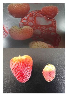 Fig. 7. Physical damages of strawberry Albion fruit during vacuum drying (upper : rupture, lower : shrinkage).