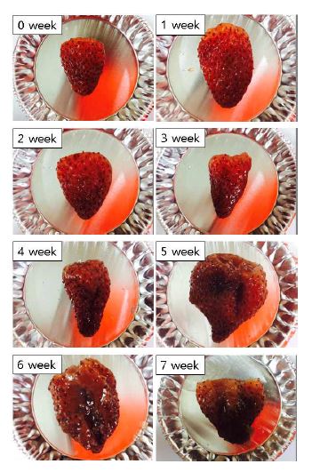 Fig. 18. Appearance of the partially dried strawberry Albion fruit in the jam during storage at 4℃.