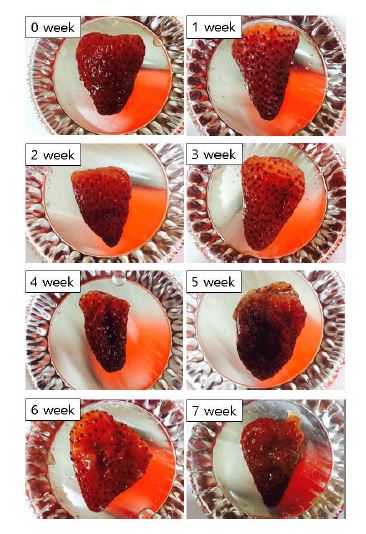 Fig. 19. Appearance of the partially dried strawberry Albion fruit in the jam during storage at 20℃.