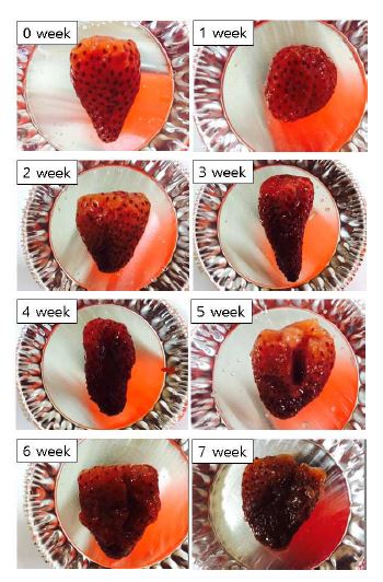 Fig. 20. Appearance of the partially dried strawberry Albion fruit in the jam during storage at 40℃.