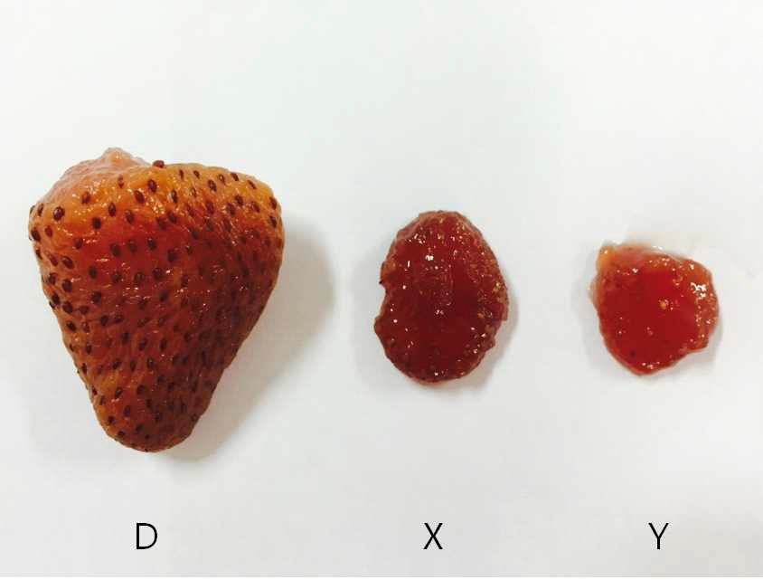 Fig. 21. Comparison of the flesh size in the jam made of strawberry Albion fruit with those in the jam made of June-bearing strawberry fruit in the market (Refer to Table 1 for D. X and Y are strawberry jams purchased in the market).