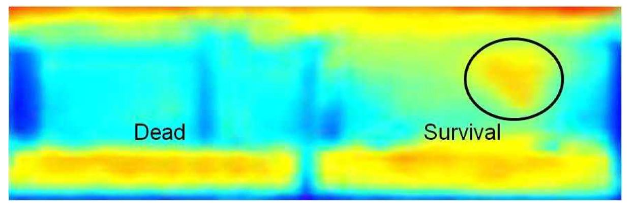 그림 209 The infrared thermal image of both survival and death group which are used for an analysis.