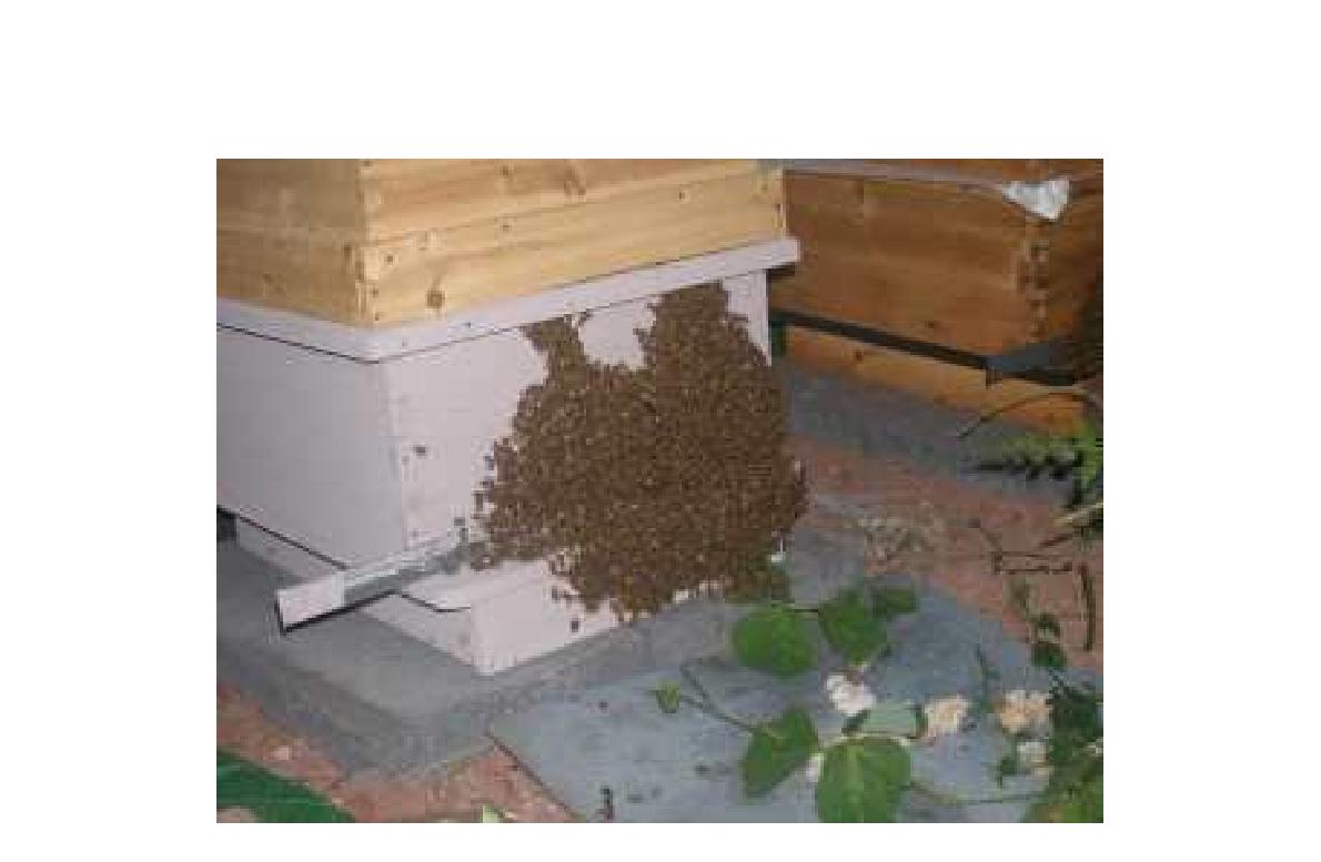 그림 266. 혹서기의 야간에 사육상 외부에서 수면을 취하는 꿀벌들.