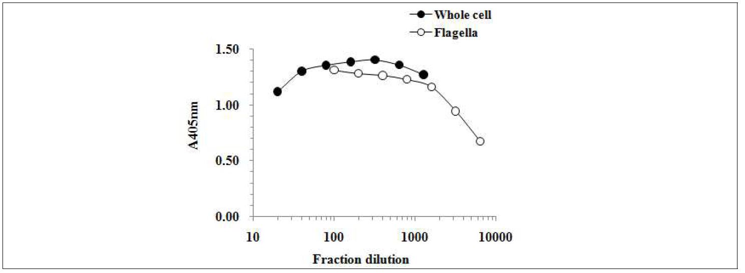 그림 14 Antigenicity of P. larvae whole cells and purified flagella fraction. Dose-response curves were depicted by ELISA