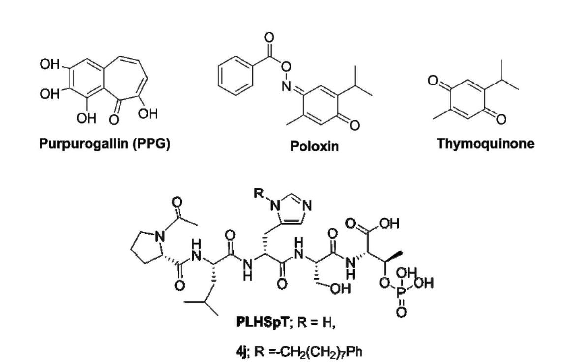 PLHSpT 및 PBD 결합 저분자 화합물