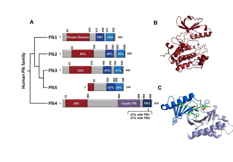 A. Polo-like Kinase family 의 도메인 구조. B. Polo-like kinase 1 의 카이네이즈 도메인의 결정구조. C. Polo-like Kinase 1 의 Polo-box domain 1 and 2의 결정구조
